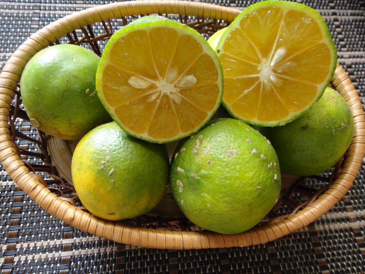 Limão Comum