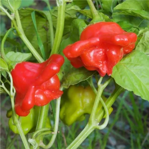 Pimenta Cambuci